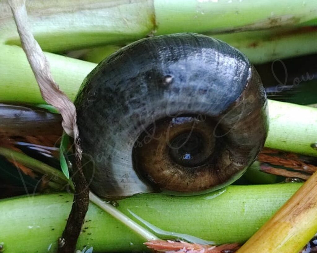 planorbe des étangs