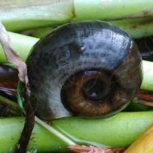 planorbe des étangs