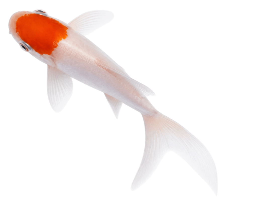sarasa tancho poisson bassin toulouse