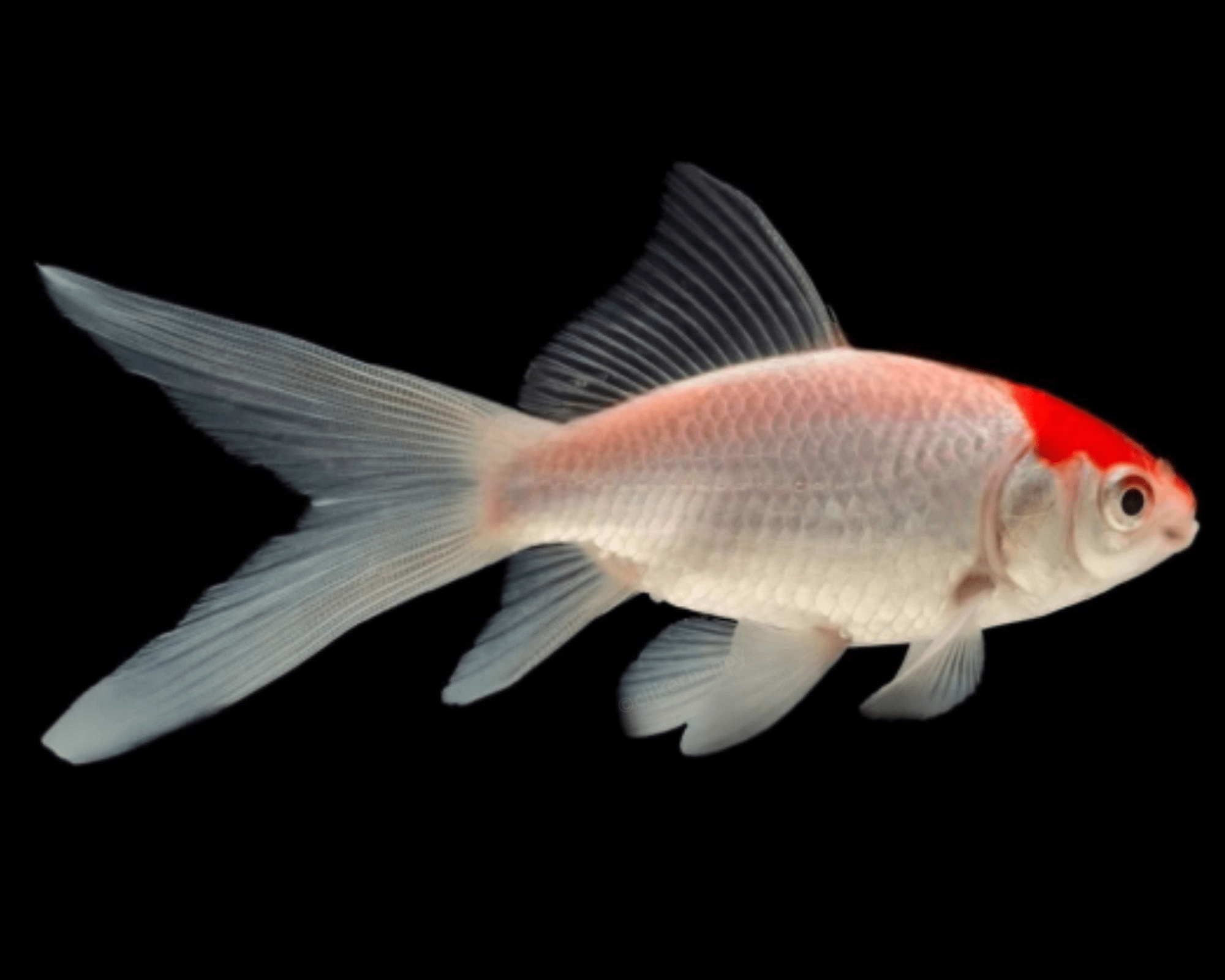 sarasa tancho poisson bassin toulouse
